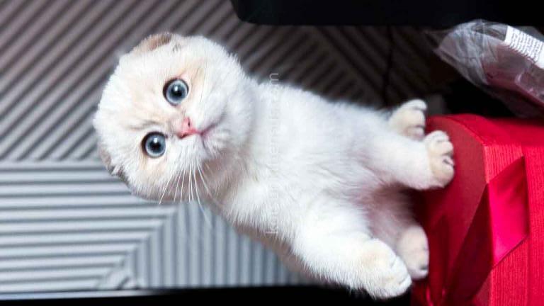 White Prince Blue Golden Shaded Color Point