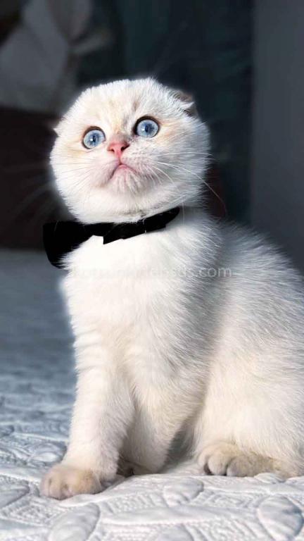White Prince Blue Golden Shaded Color Point photo 13