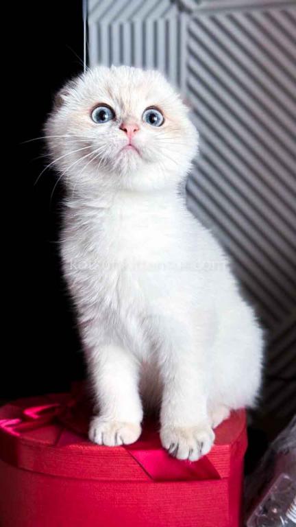 White Prince Blue Golden Shaded Color Point photo 10