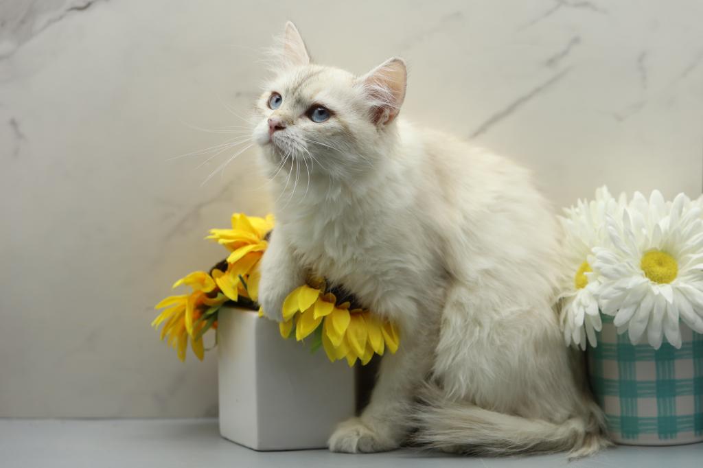 Fortune Of  RomanovCats photo 10