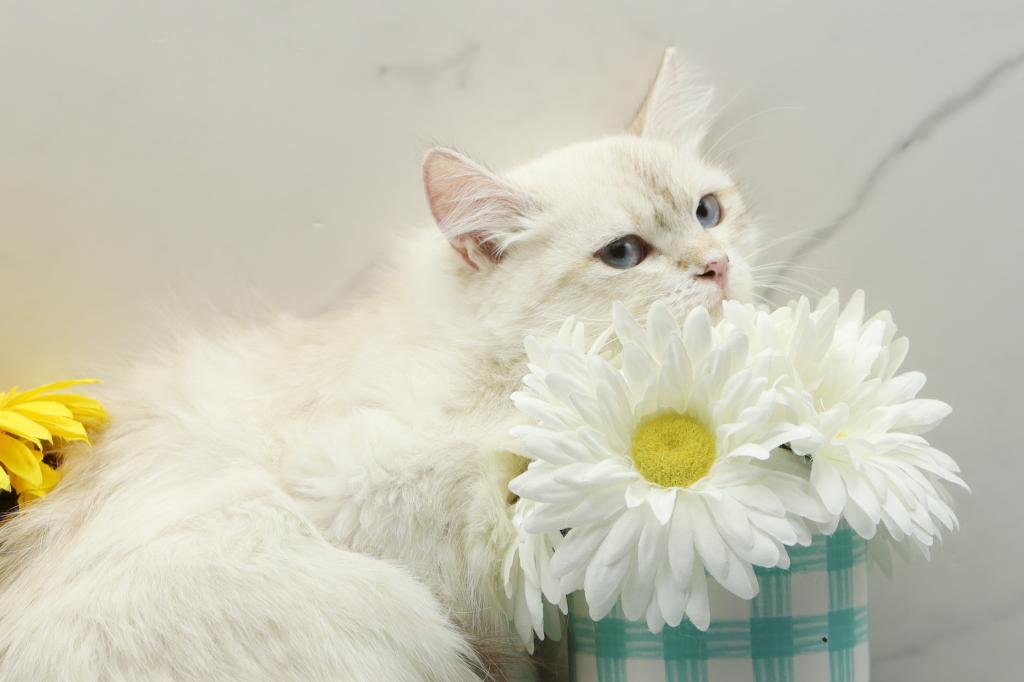 Fortune Of  RomanovCats photo 4