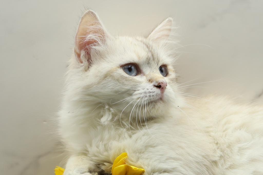 Fortune Of  RomanovCats photo 12