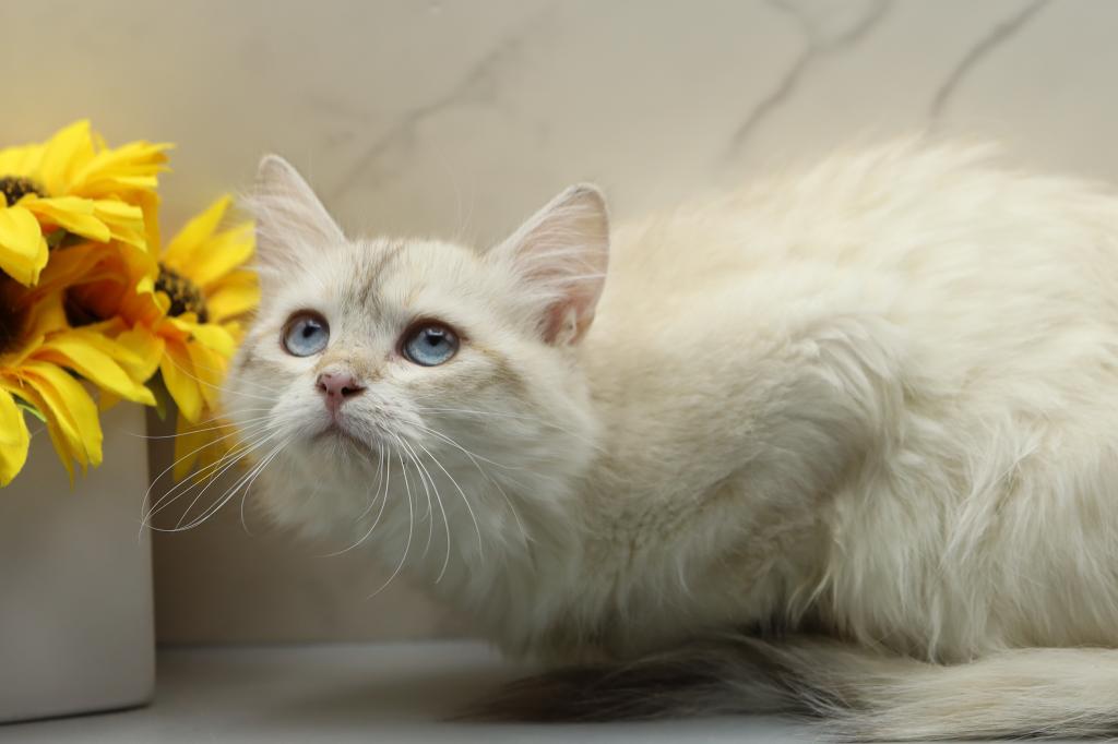 Fortune Of  RomanovCats photo 11