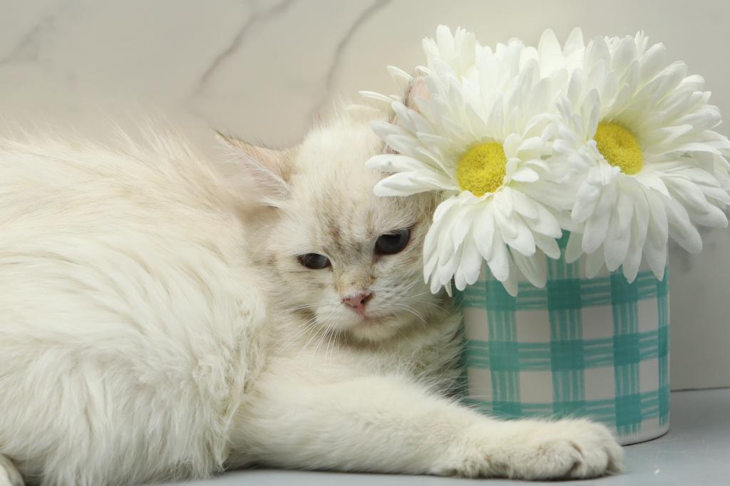 Fortune Of  RomanovCats photo 6
