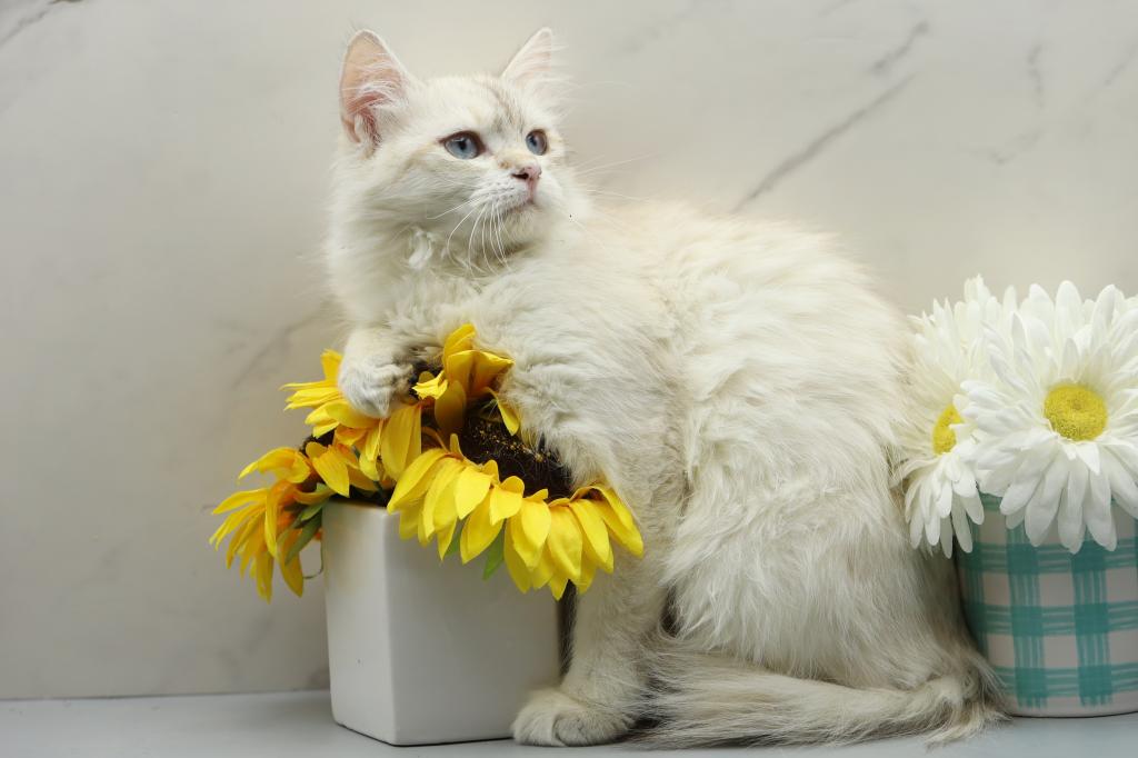Fortune Of  RomanovCats photo 9