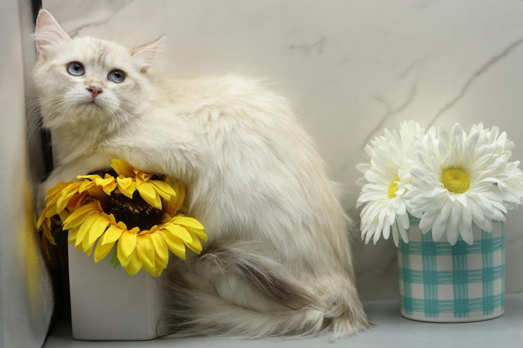 Fortune Of  RomanovCats photo 8