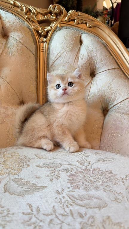 Nugget photo 2