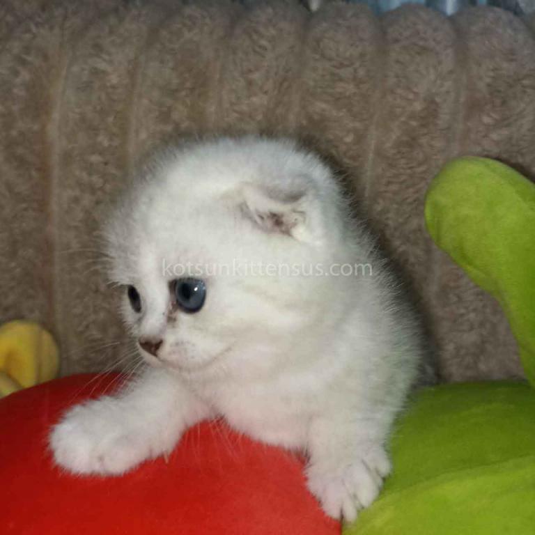 Bonya Scottish Fold Silver Shaded Chinchilla Girl photo 4