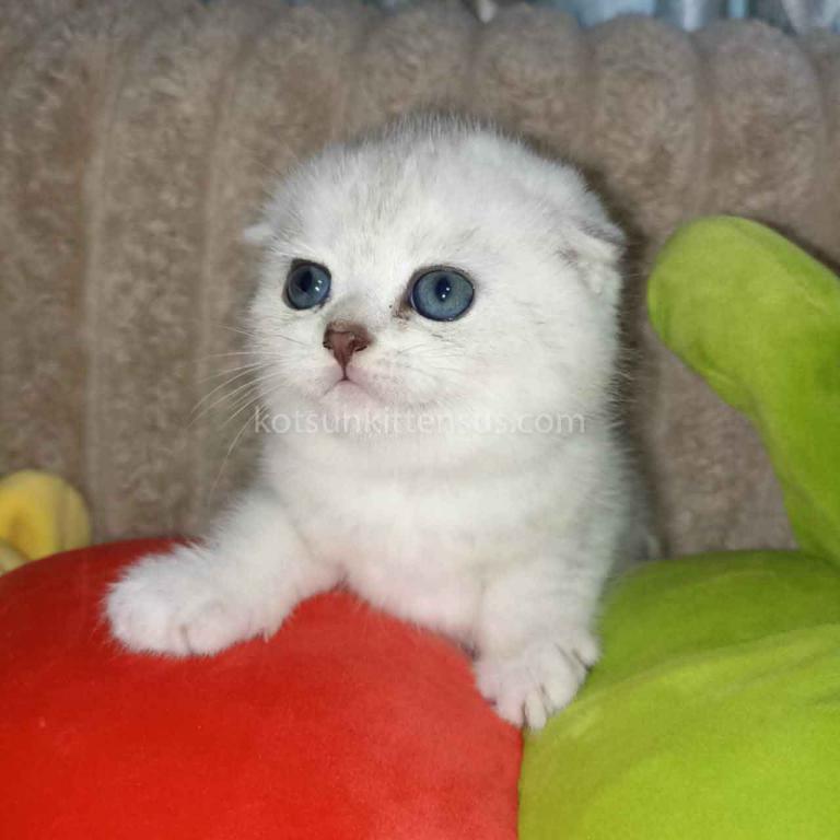 Bonya Scottish Fold Silver Shaded Chinchilla Girl photo 2