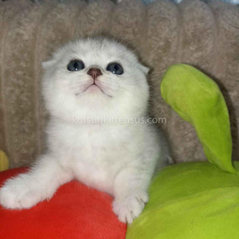 Bonya Scottish Fold Silver Shaded Chinchilla Girl
