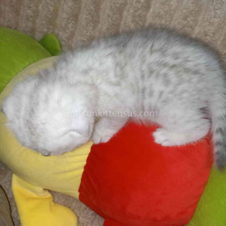 Bonya Scottish Fold Silver Shaded Chinchilla Girl photo 3