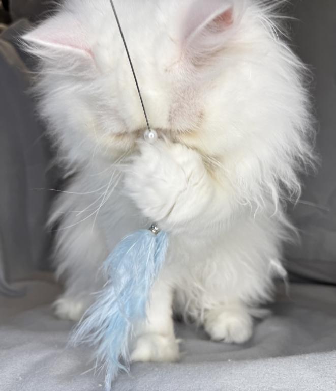 CO1 Prince Caspian White PERSIAN BLUE EYES photo 10
