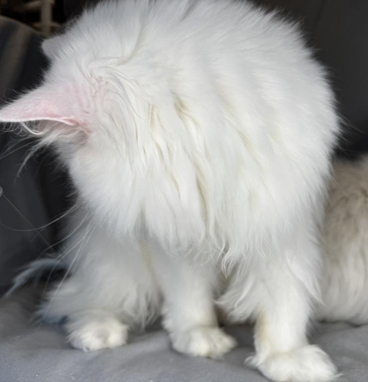 CO1 Prince Caspian White PERSIAN BLUE EYES photo 9