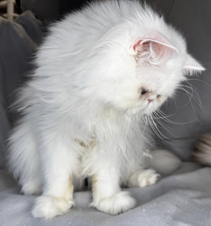 CO1 Prince Caspian White PERSIAN BLUE EYES photo 7