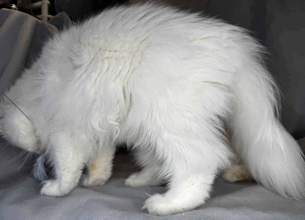 CO1 Prince Caspian White PERSIAN BLUE EYES photo 5