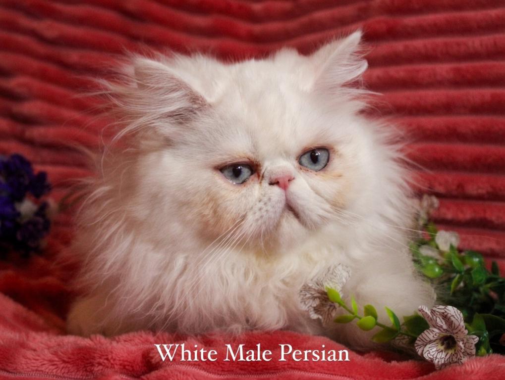 CO1 Prince Caspian White PERSIAN BLUE EYES