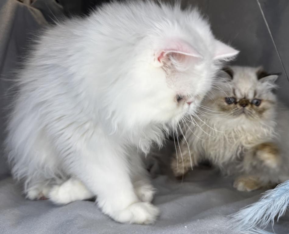 CO1 Prince Caspian White PERSIAN BLUE EYES photo 8