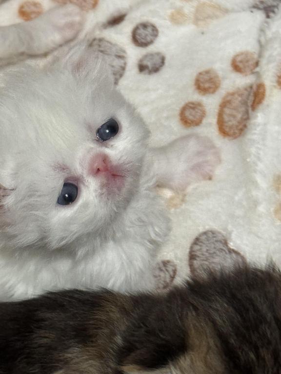 CO1 Prince Caspian White PERSIAN BLUE EYES photo 6