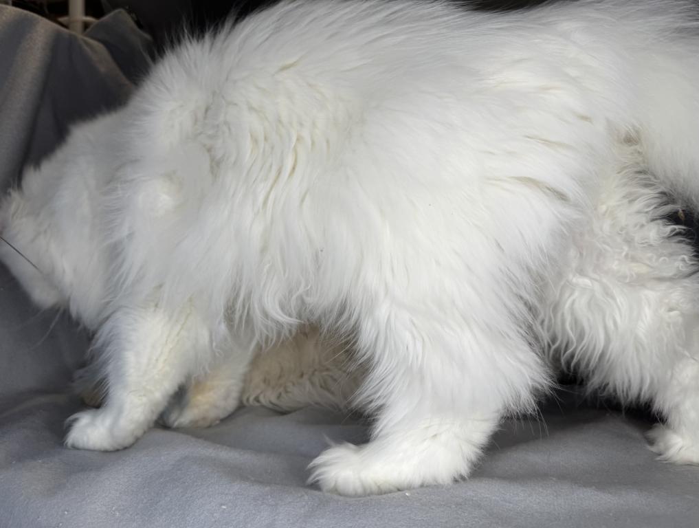 CO1 Prince Caspian White PERSIAN BLUE EYES photo 6