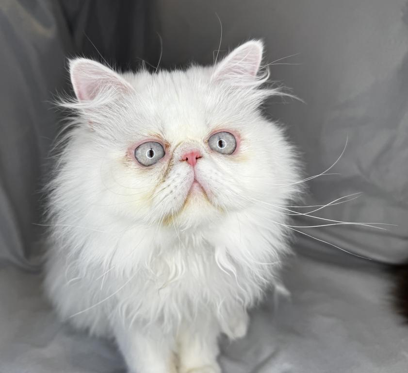 CO1 Prince Caspian White PERSIAN BLUE EYES photo 4