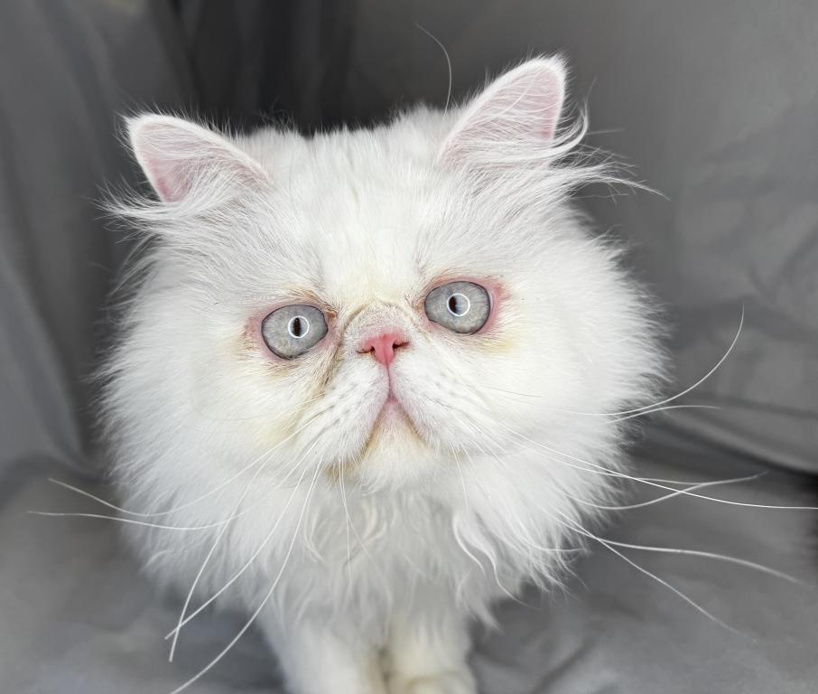 CO1 Prince Caspian White PERSIAN BLUE EYES photo 3