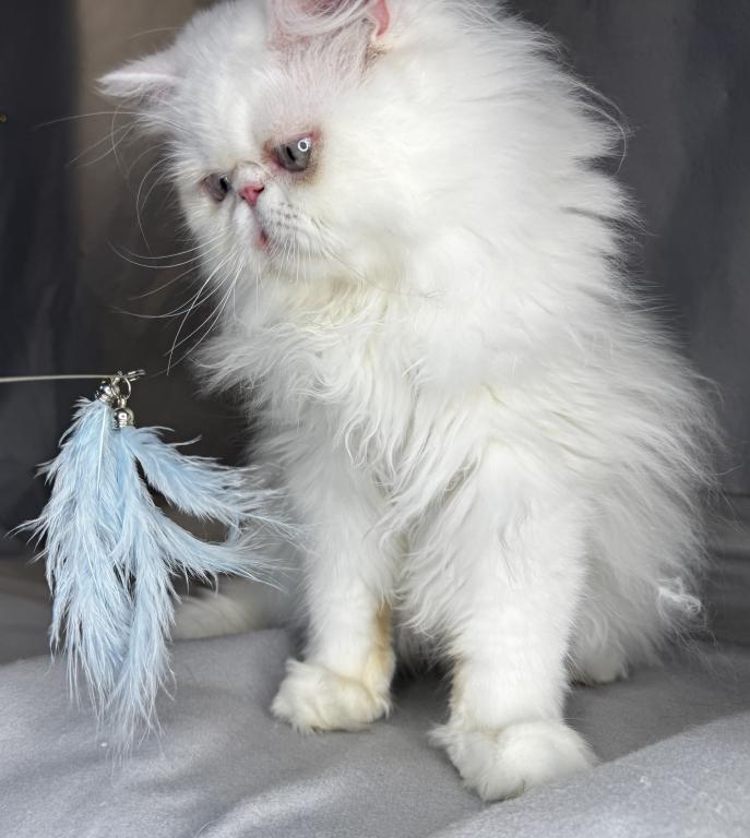 CO1 Prince Caspian White PERSIAN BLUE EYES photo 1