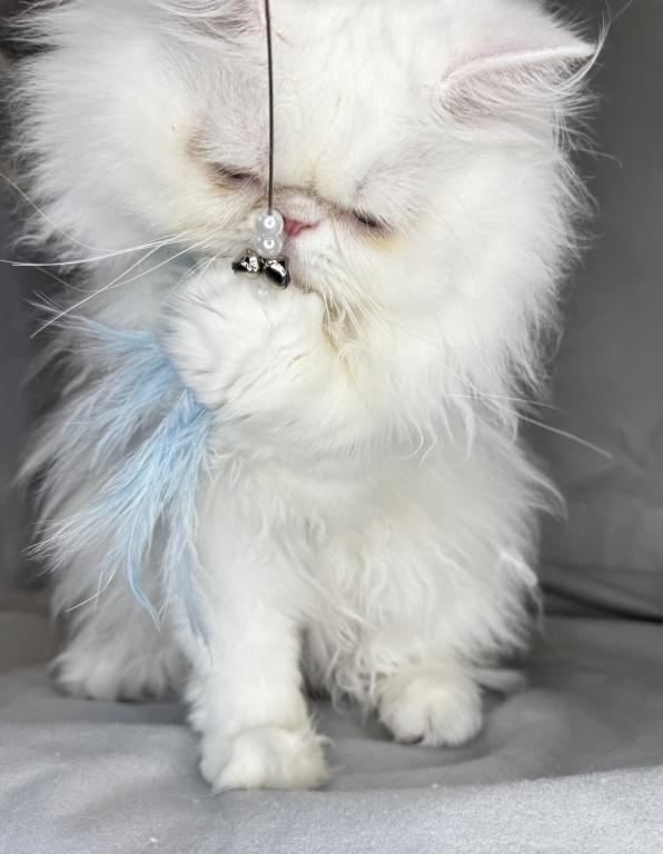 CO1 Prince Caspian White PERSIAN BLUE EYES photo 2