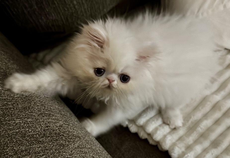 CO1 Prince Caspian White PERSIAN BLUE EYES photo 5