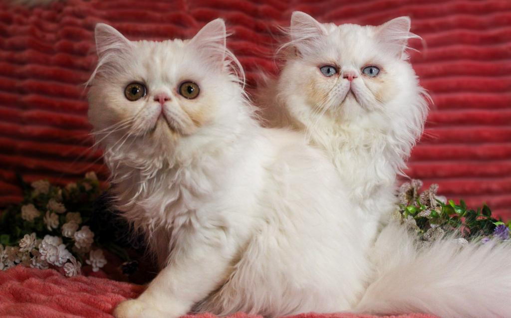 CO2 Princess Seraphina Available White Persian photo 3