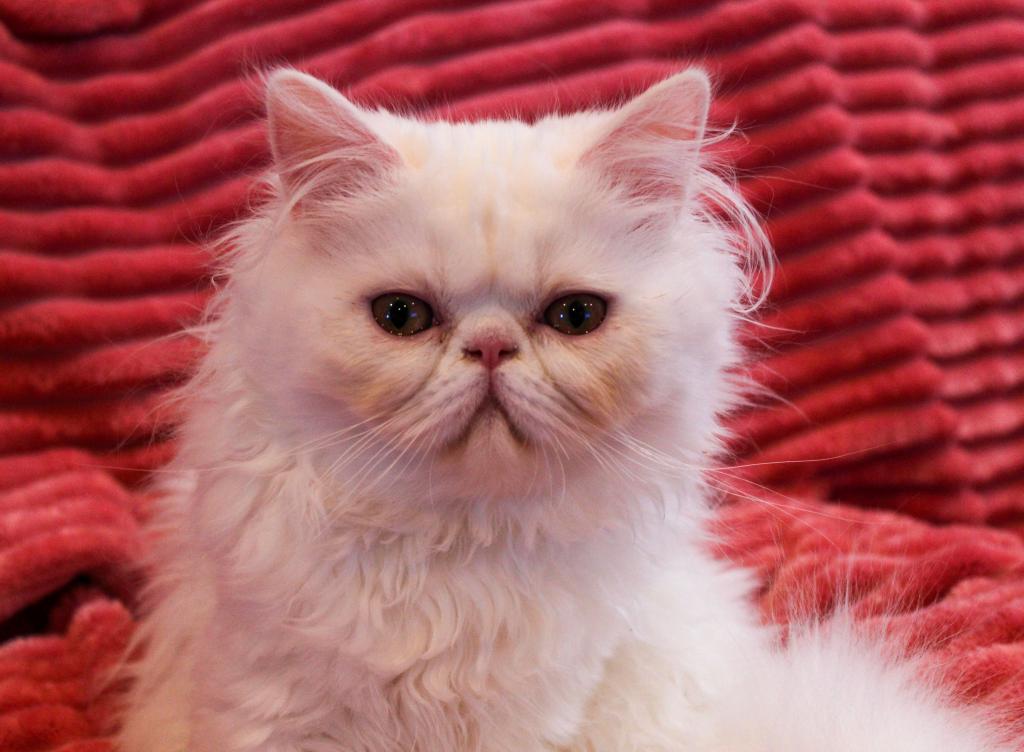 CO2 Princess Seraphina Available White Persian photo 4