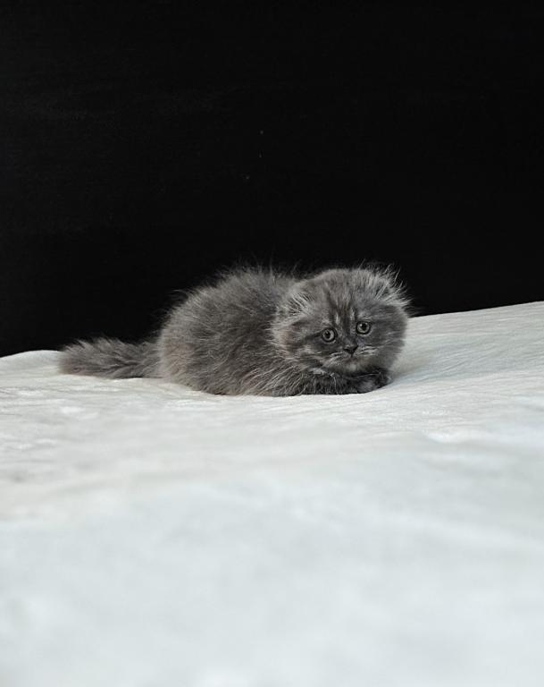 Fluffy photo 2