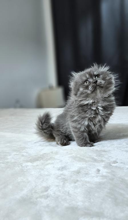 Fluffy photo 3
