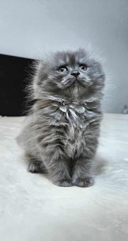 Fluffy