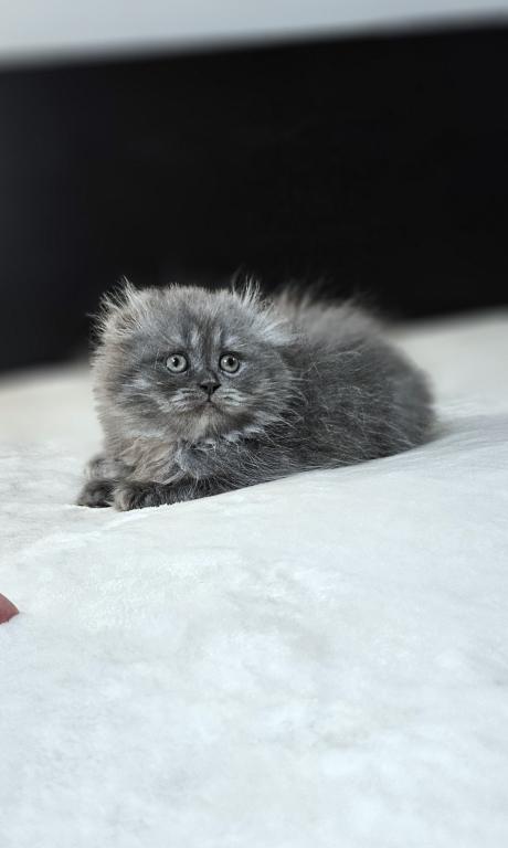 Fluffy photo 4