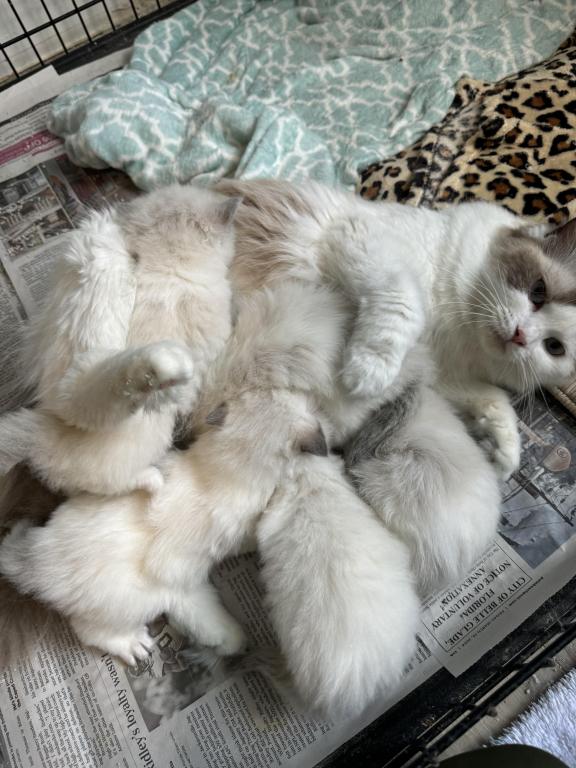 Ragdoll Females photo 2