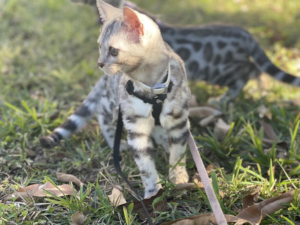 Coach Meowmi photo 3