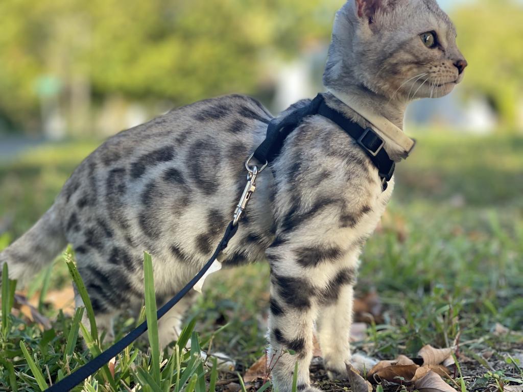 Coach Meowmi photo 5