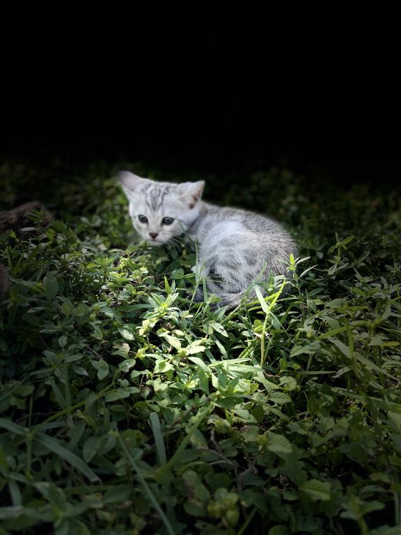 Coach Meowmi photo 7