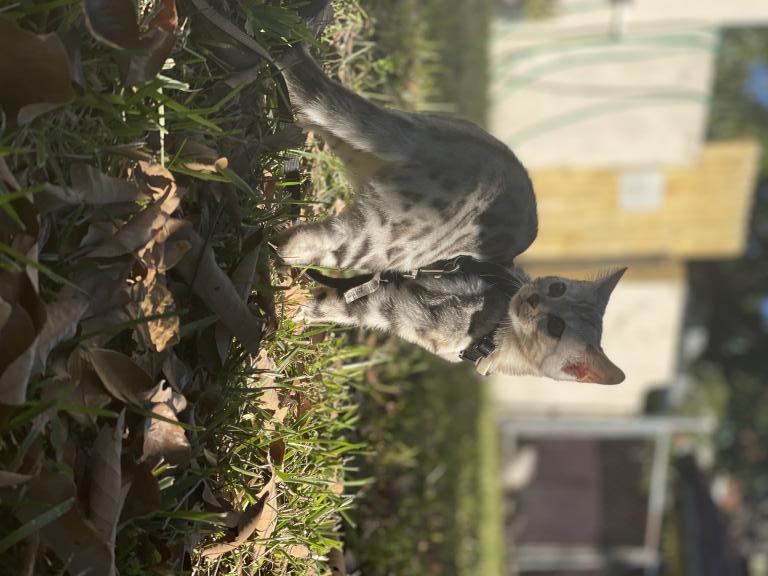 Coach Meowmi photo 4