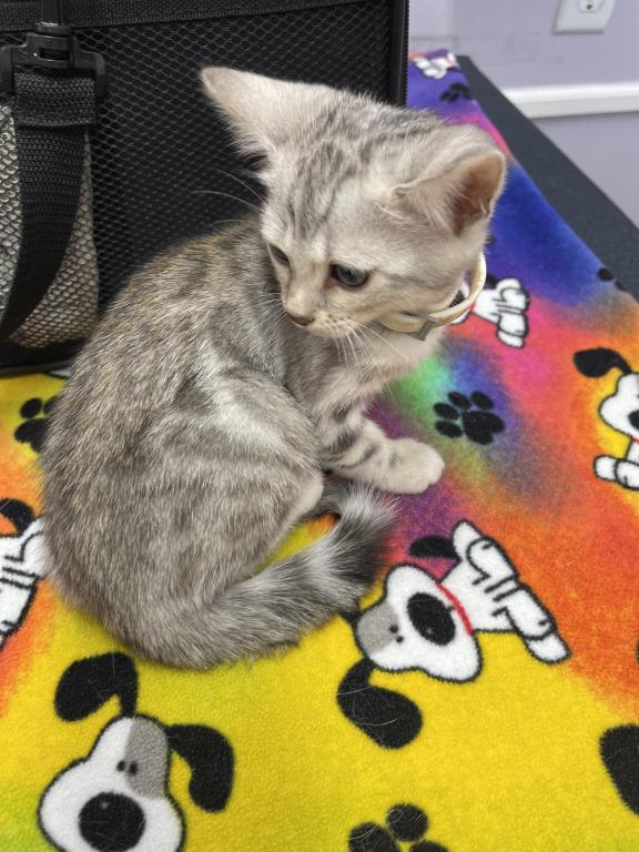 Coach Meowmi photo 8