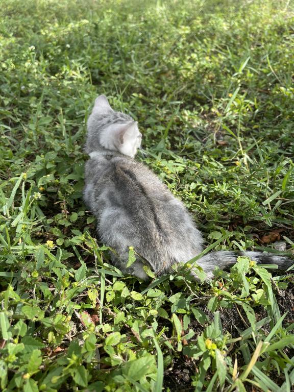 Coach Meowmi photo 6