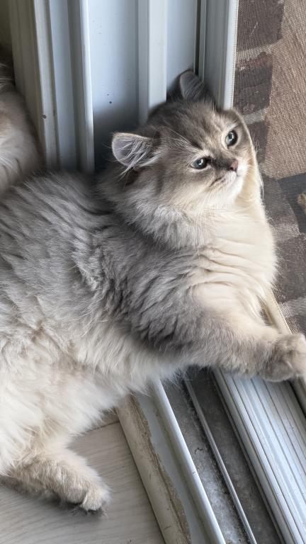 Bruno Longhair Big Body photo 4
