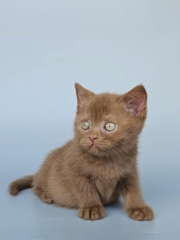 Atlas photo 7