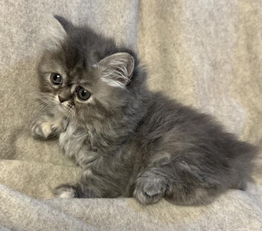 SP14 Misty Dilute Tortie Blue Cream Doll Face photo 14