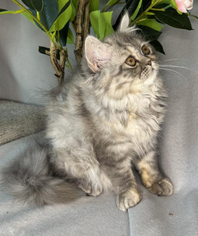 SP14 Misty Dilute Tortie Blue Cream Doll Face photo 5