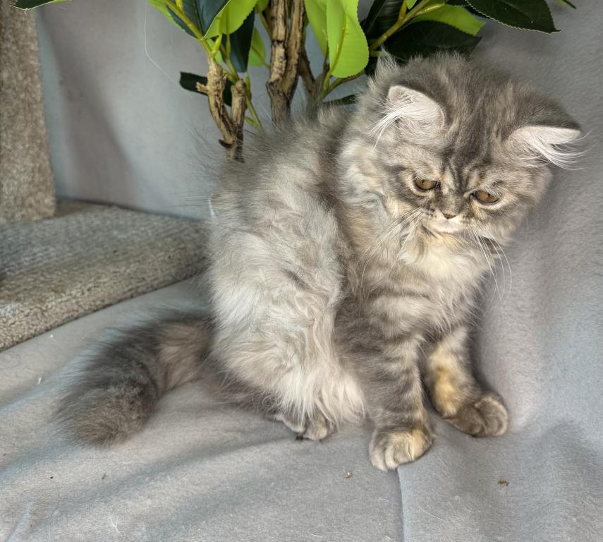 SP14 Misty Dilute Tortie Blue Cream Doll Face photo 6