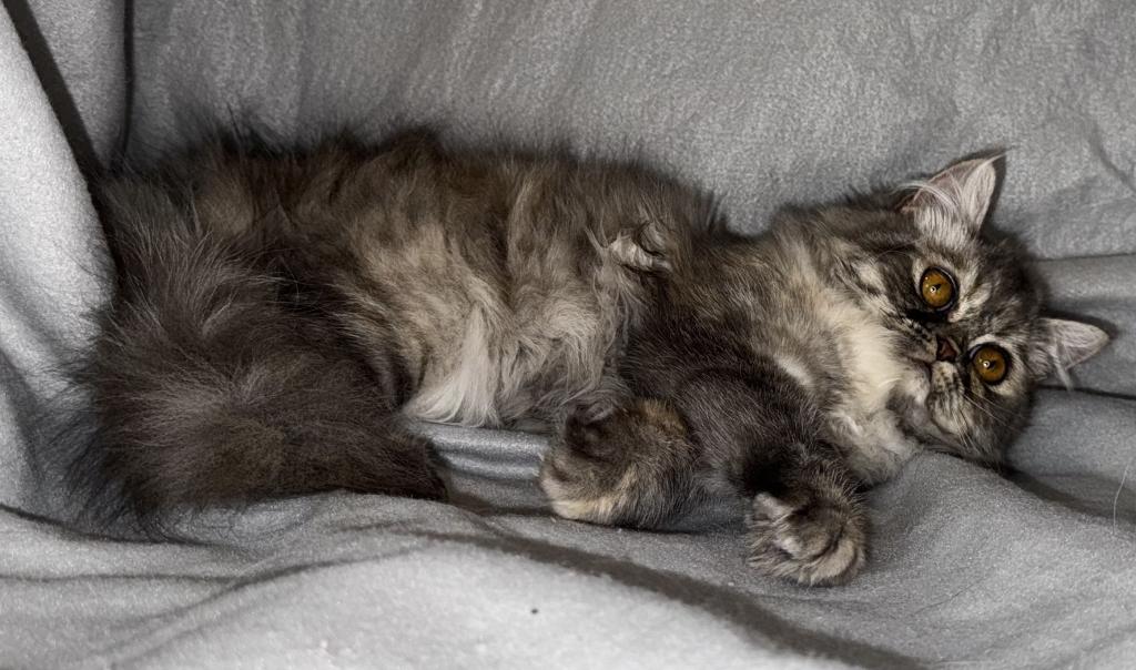 SP14 Misty Dilute Tortie Blue Cream Doll Face photo 3