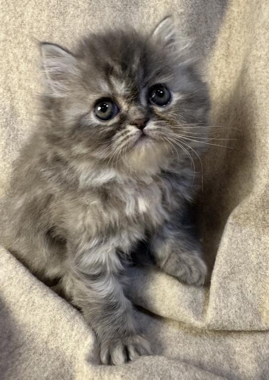 SP14 Misty Dilute Tortie Blue Cream Doll Face photo 12