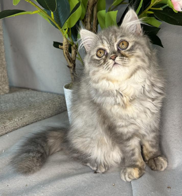 SP14 Misty Dilute Tortie Blue Cream Doll Face photo 8