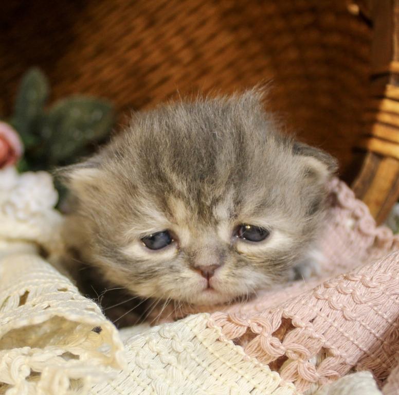 SP14 Misty Dilute Tortie Blue Cream Doll Face photo 15